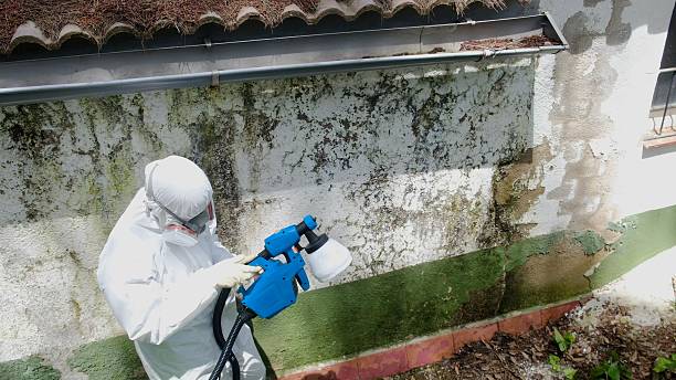 Top rated local Mold Inspection specialists in Livingston, TX